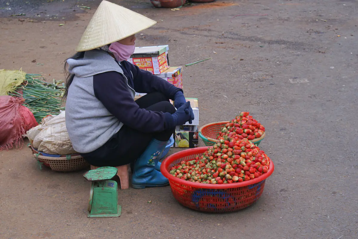 Người phụ nữ đội nón lá bán hai rổ dâu tây chín đỏ bên đường ở Đà Lạt