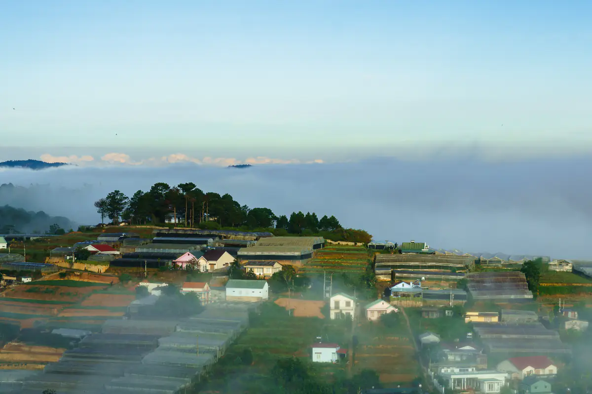 Thick morning cloud drifting over a valley of greenhouses outside Da Lat at 6:30 a.m., with pine hills behind