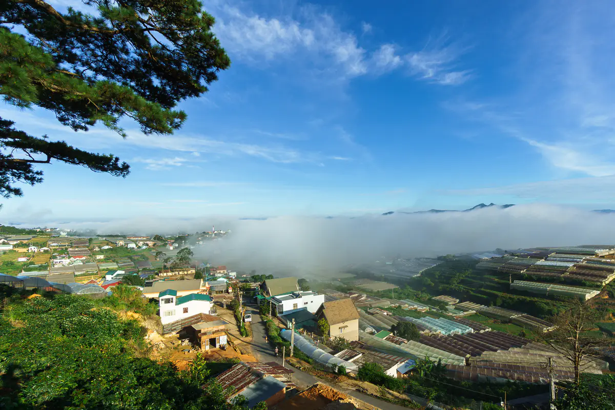 Sương sớm trôi trên thung lũng nhà kính và nhà dân ven Đà Lạt dưới bầu trời xanh, cành thông ở góc ảnh