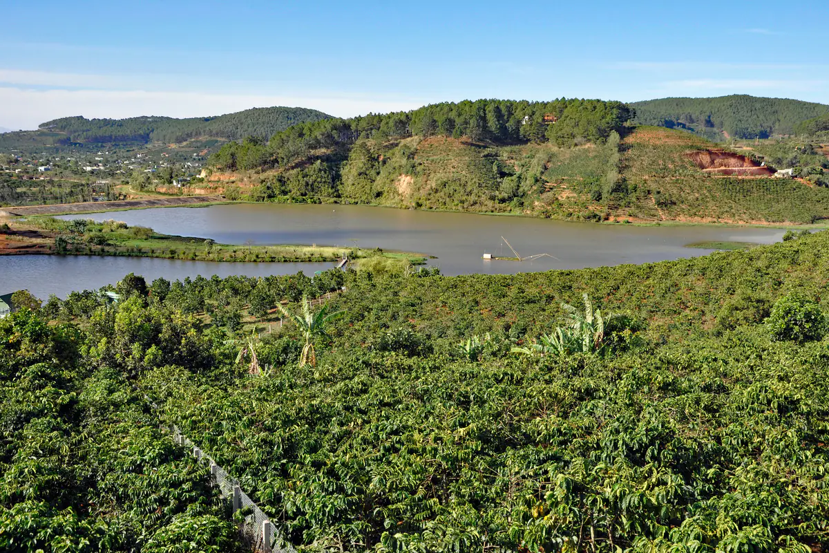 Lush coffee farm beside a lake, ringed by pine-covered hills on the outskirts of Da Lat, Lam Dong