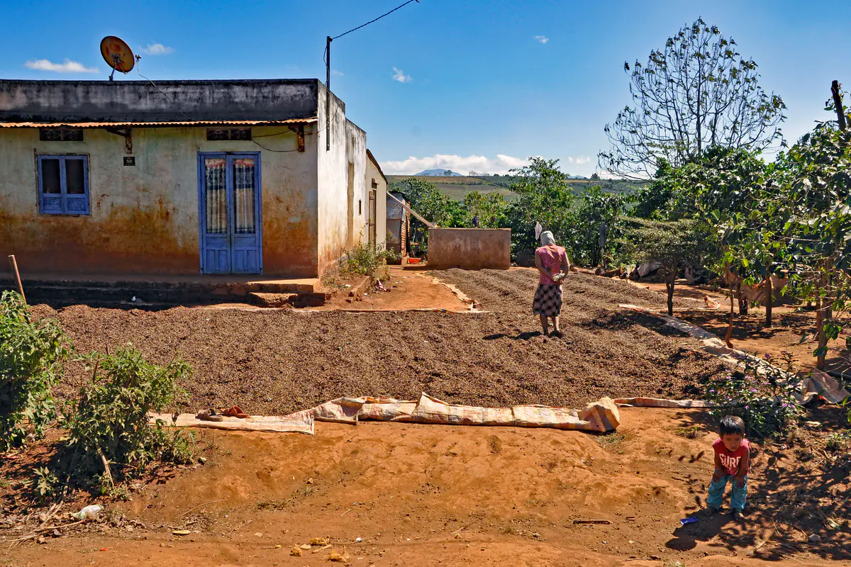 Coffee spread out to sun-dry in the yard of a rural house near Da Lat