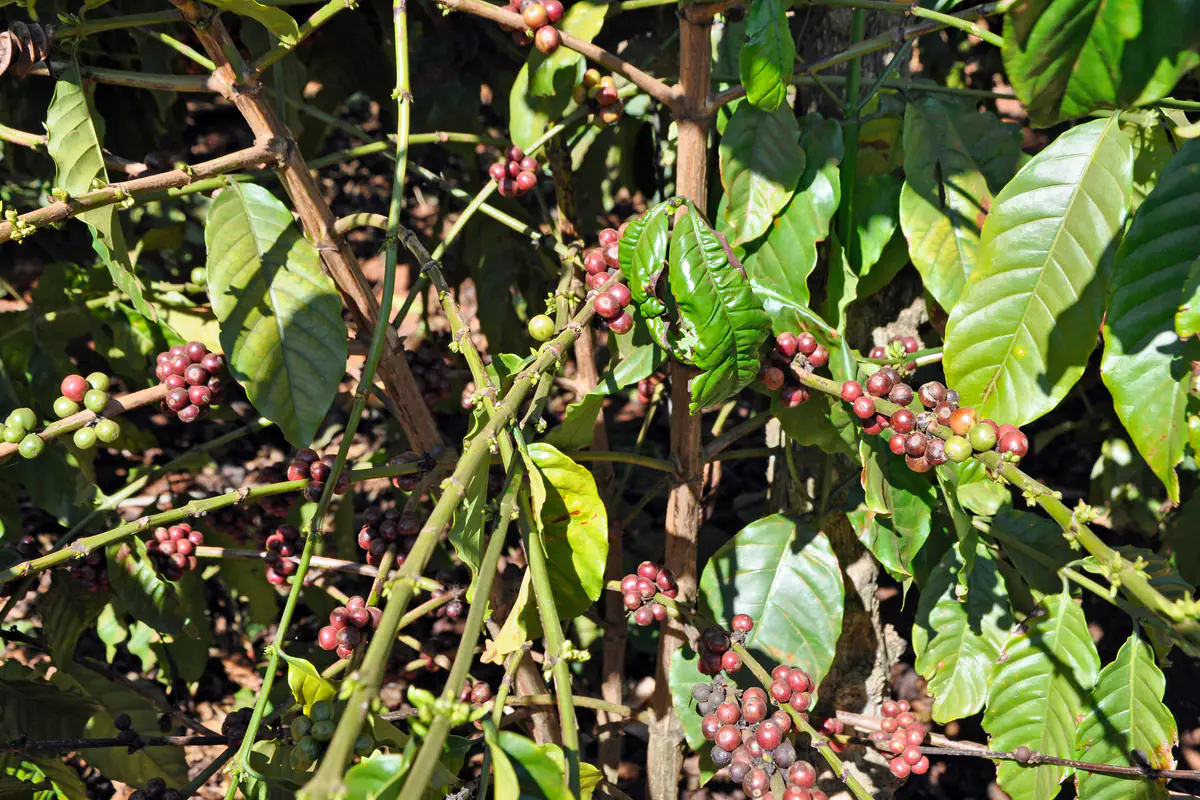 Clusters of red and green coffee cherries on a branch at a farm near Da Lat