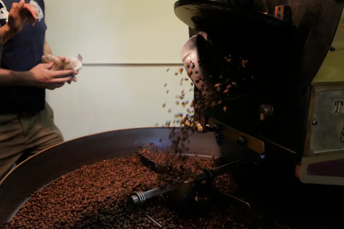 Freshly roasted coffee beans pouring from a roaster drum into the cooling tray, an illustration of roasting