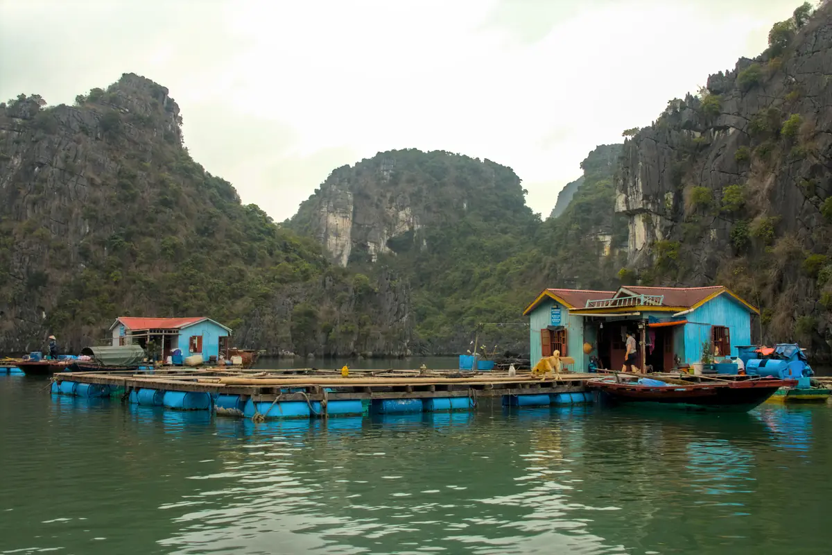 Bè nuôi cá nổi trên những thùng phuy nhựa xanh ở một làng chài trong vịnh Bái Tử Long, hai ngôi nhà gỗ sơn xanh mái tôn đỏ, một chú chó vàng đi trên sàn bè, một người đứng ở cửa nhà và thuyền gỗ neo bên cạnh, xung quanh là núi đá vôi phủ cây dưới trời âm u, sáng tháng 4/2023