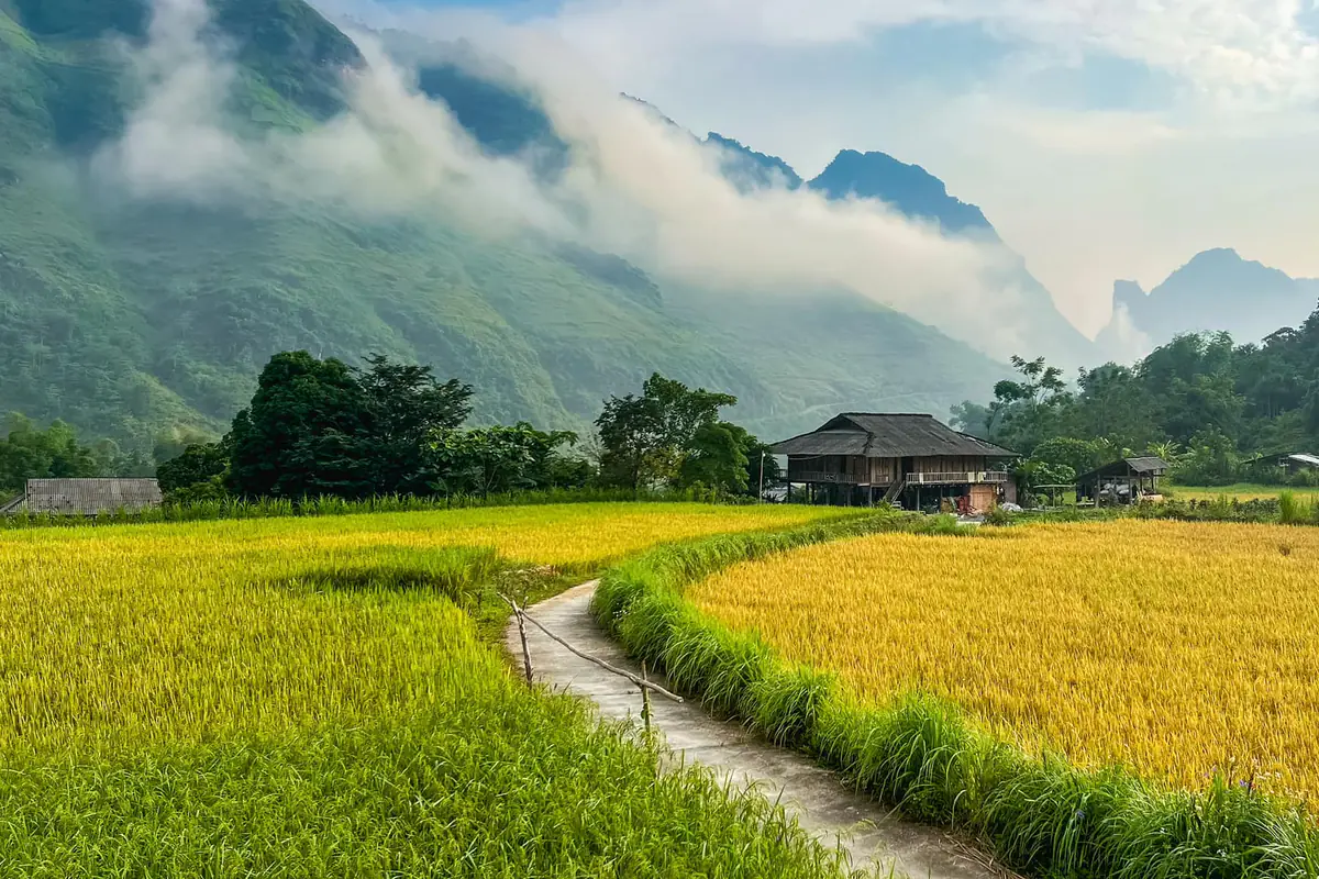 Ruộng lúa chín vàng hai bên lối đi bê tông dẫn tới nhà sàn dưới chân núi có mây ở Du Già, Hà Giang
