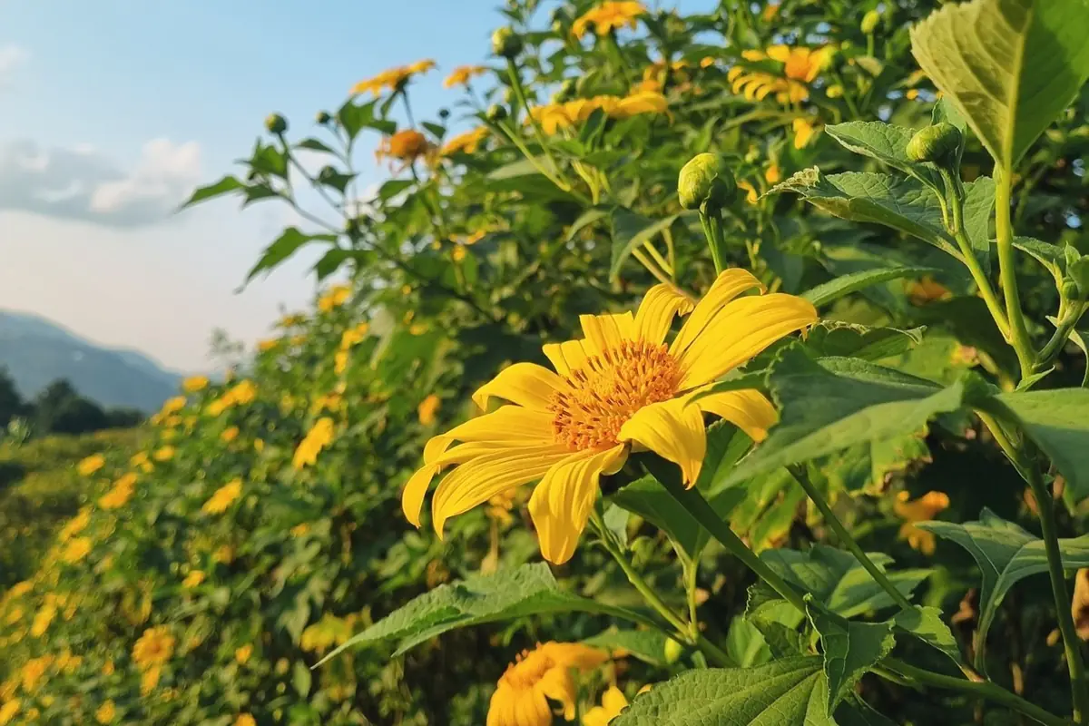 Một bông dã quỳ vàng nhị cam nở cận cảnh, phía sau là triền dã quỳ ven đồi và dãy núi xa dưới trời xanh ở Bảo Lộc, Lâm Đồng