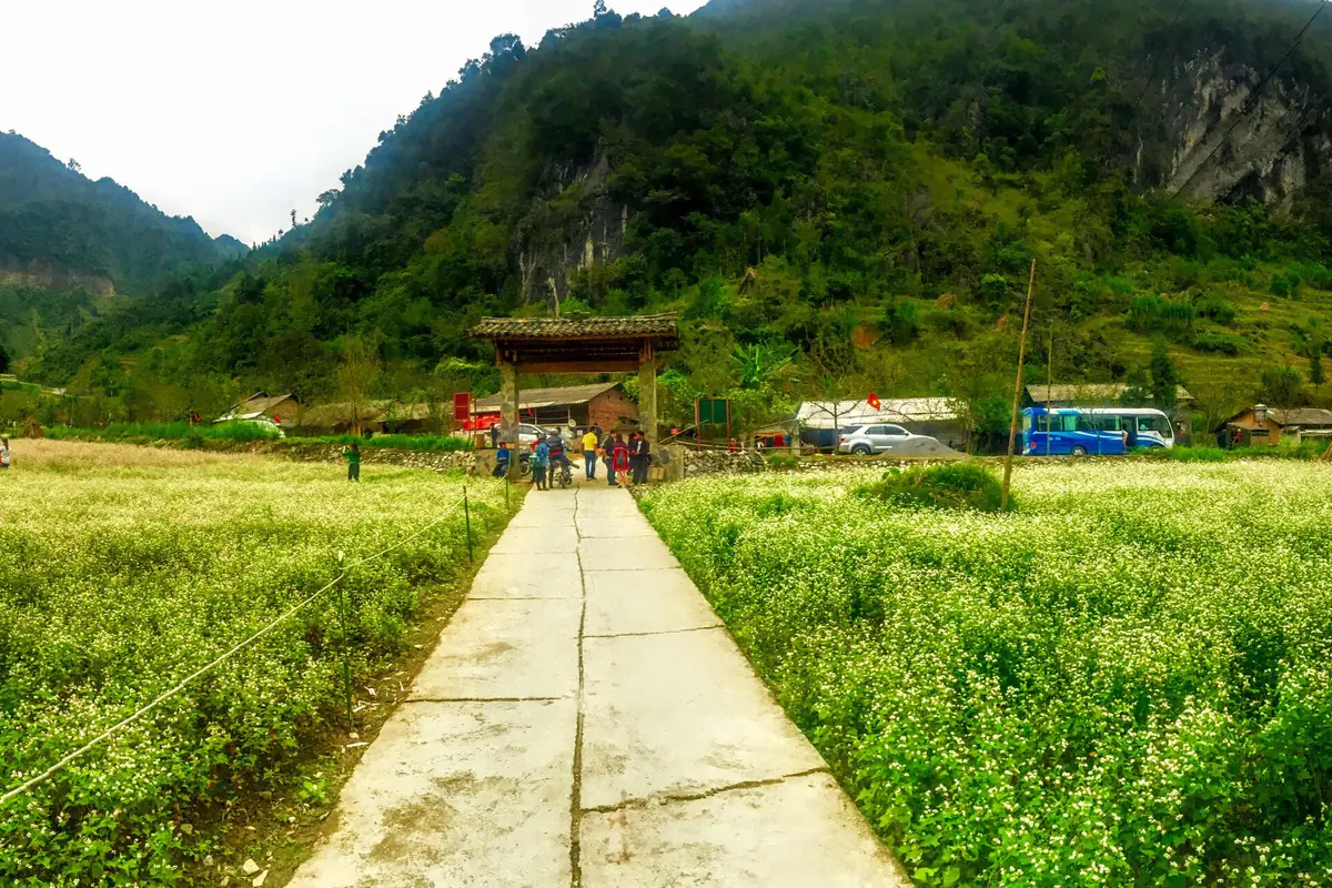 Ruộng tam giác mạch nở hoa trắng hai bên lối đi bê tông dẫn tới một cổng mái ngói dưới chân núi đá ở Sủng Là, Đồng Văn, tháng 10/2015
