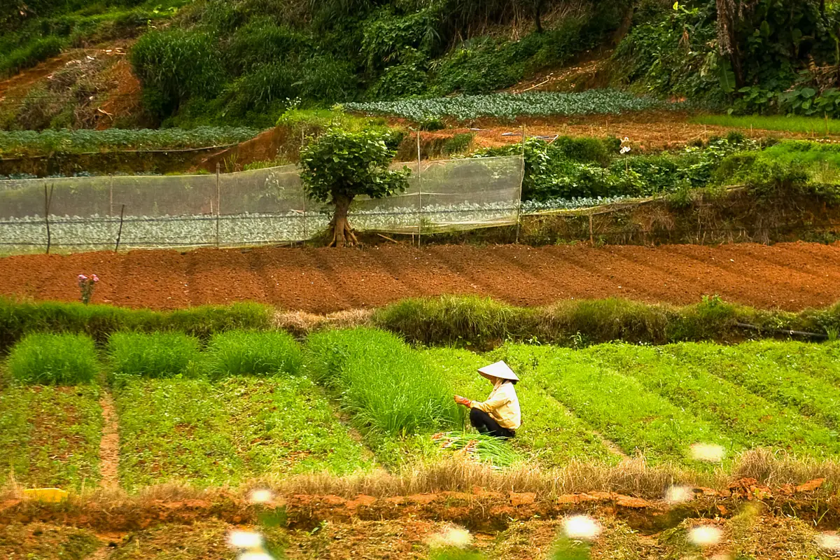 A farmer in a conical hat weeding terraced vegetable beds on the edge of Da Lat, with green hills behind