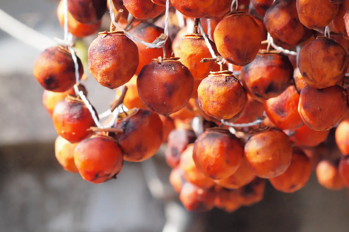 Close-up of clusters of hanging persimmons drying, their surface turning reddish brown and slightly wrinkled