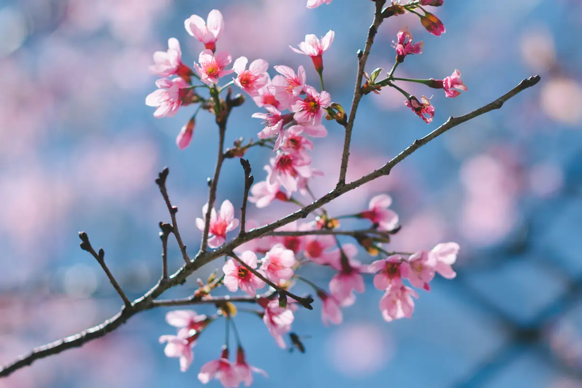 A branch of pink mai anh dao cherry blossoms with red buds against a blue sky in late January 2018, the peak of the Da Lat flower season