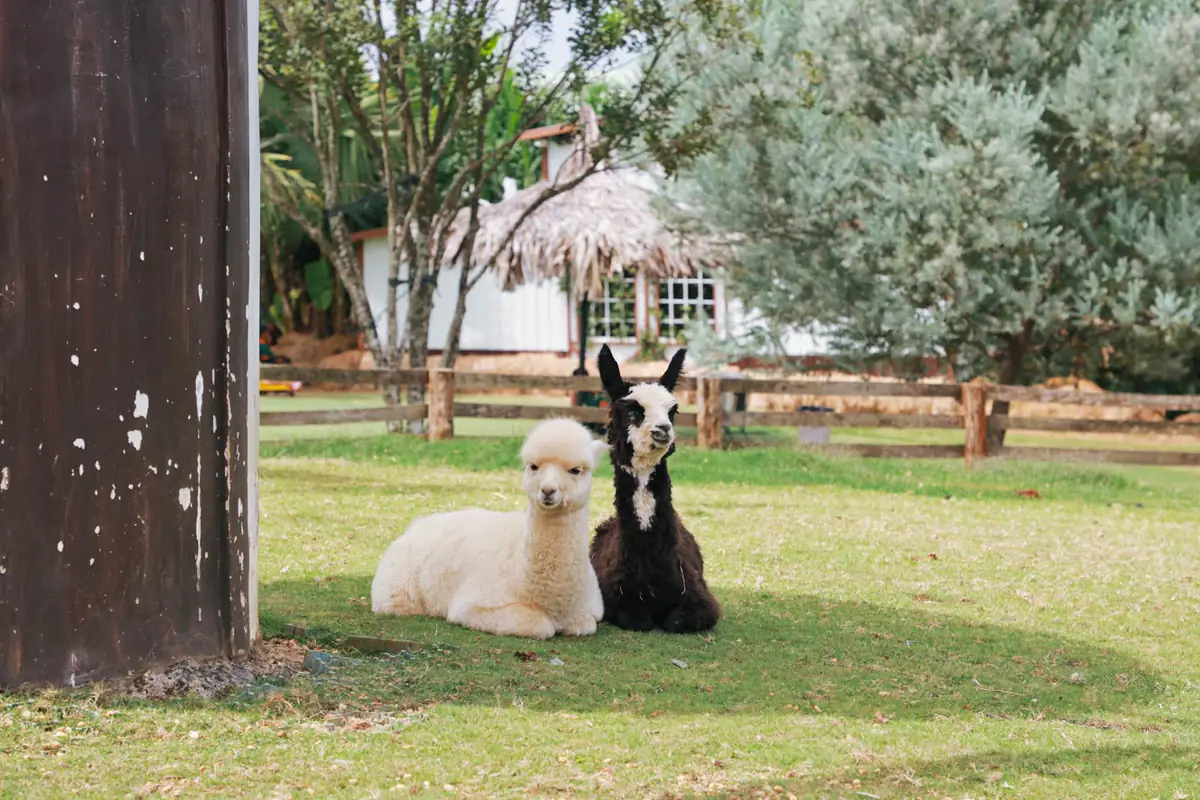 A white and a black alpaca resting on the grass in the animal area