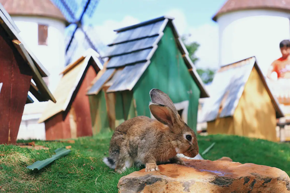 A rabbit on a stone among small painted wooden hutches