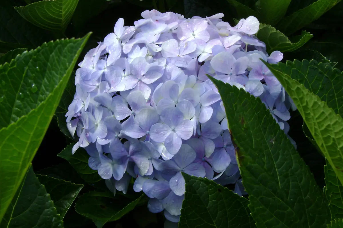 Chùm hoa cẩm tú cầu màu tím lavender đọng giọt nước giữa tán lá xanh đậm ở Đà Lạt