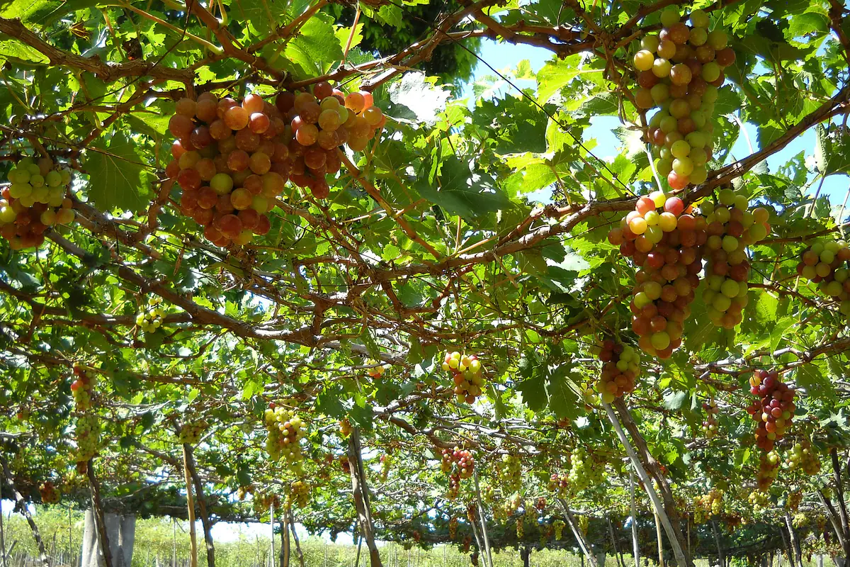 Giàn nho trĩu những chùm quả đỏ hồng và xanh ở một vườn nho tại Phan Rang, Ninh Thuận cũ