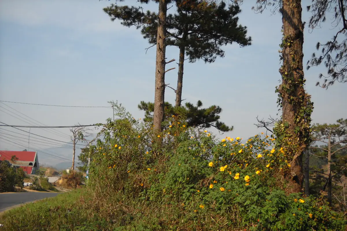 Wild sunflowers growing on a roadside bank beneath tall pines, with a red roof and distant hills behind, in Da Lat