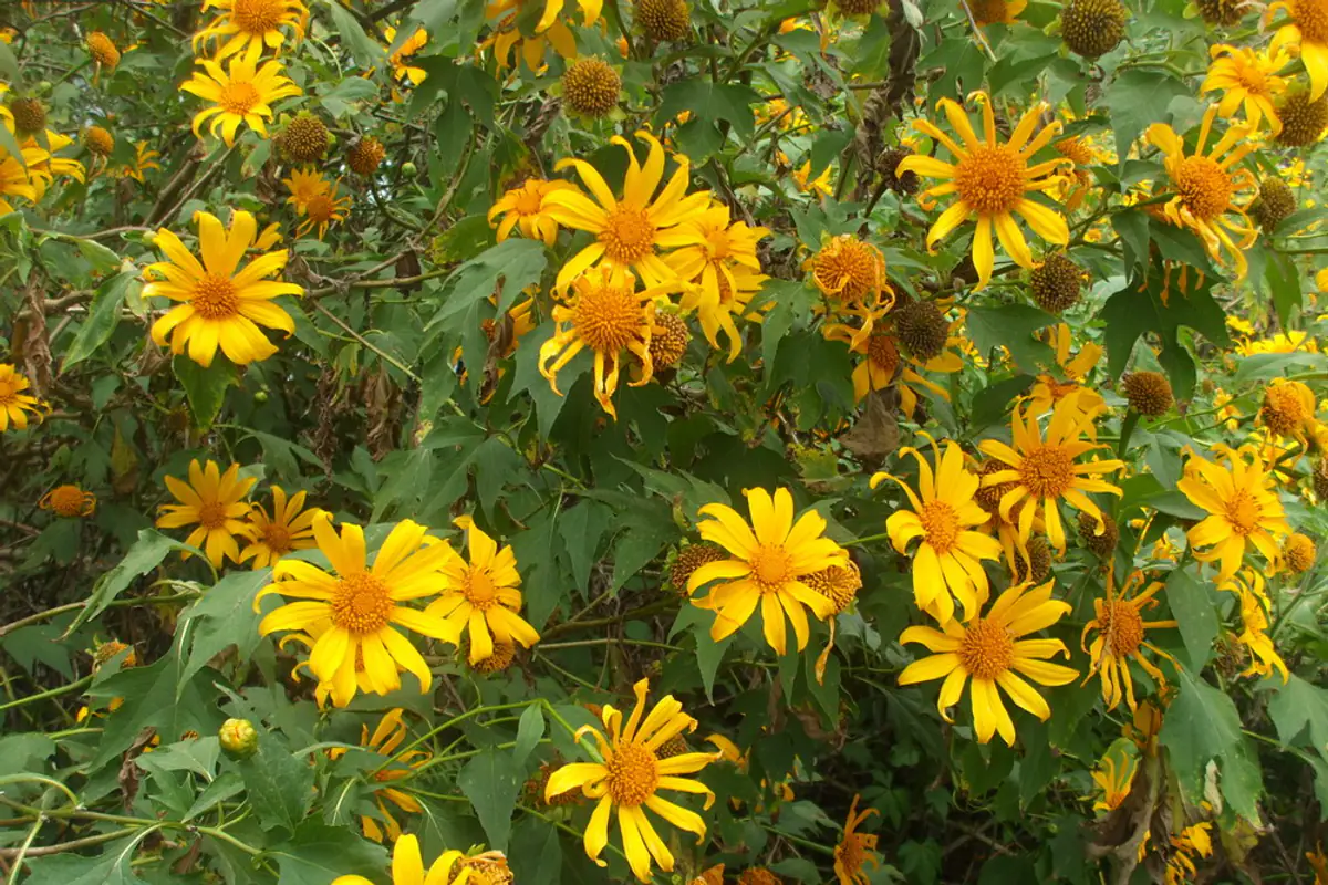 A bush of wild sunflowers (Tithonia diversifolia) in full yellow bloom with orange centers among green leaves in Da Lat