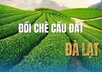 Đồi chè cầu đất Đà Lạt