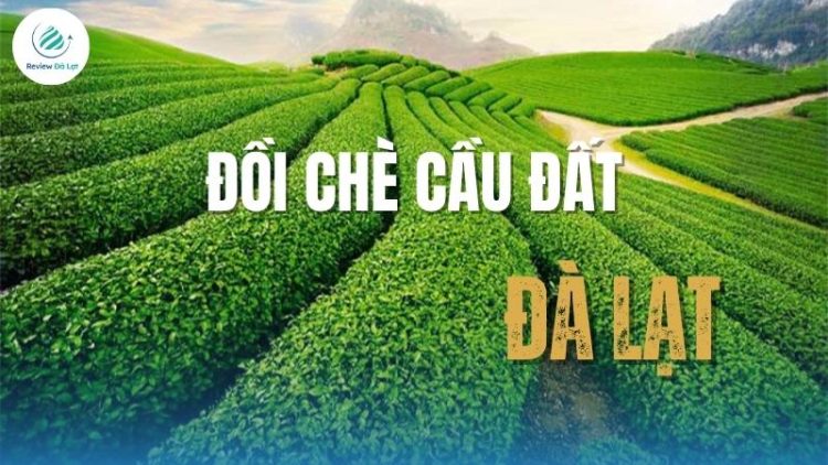Đồi chè cầu đất Đà Lạt