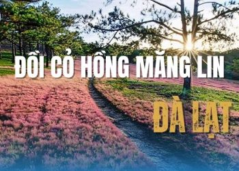 Đồi cỏ hồng măng lin