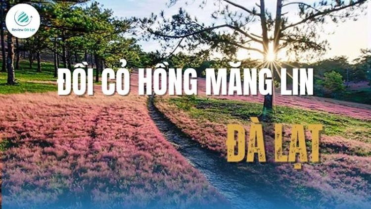 Đồi cỏ hồng măng lin