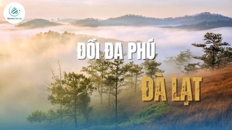 Đồi Đa Phú Đà Lạt: Check-in thiên đường mây mù tuyệt đẹp