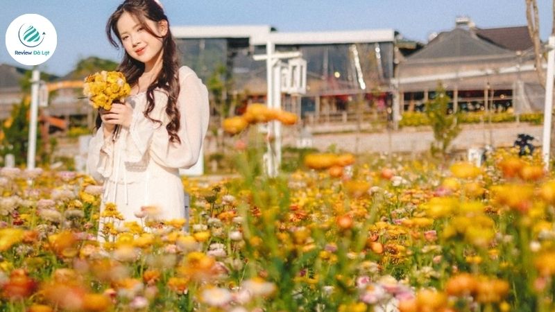 Vườn hoa bất tử sắc sỡ