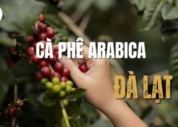 Khám phá cà phê Arabica Đà Lạt – Tinh hoa đặc sản vùng cao nguyên
