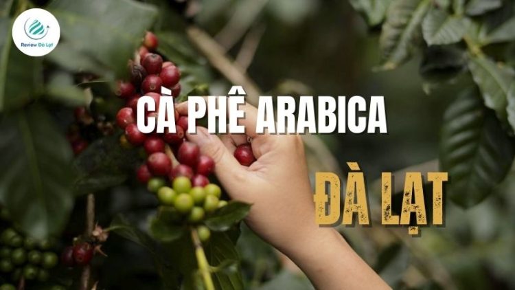 Khám phá cà phê Arabica Đà Lạt – Tinh hoa đặc sản vùng cao nguyên