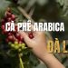 Khám phá cà phê Arabica Đà Lạt – Tinh hoa đặc sản vùng cao nguyên