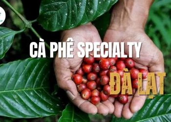 Cà phê Specialty Đà Lạt là gì? Trải nghiệm cà phê Specialty ngay