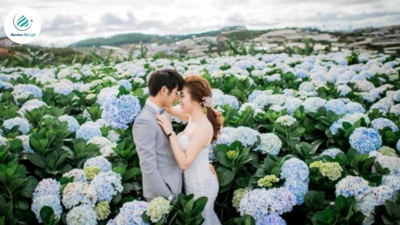Cánh đồng hoa Cẩm Tú Cầu như khoác lên mình chiếc áo rực rỡ sắc tím, hồng