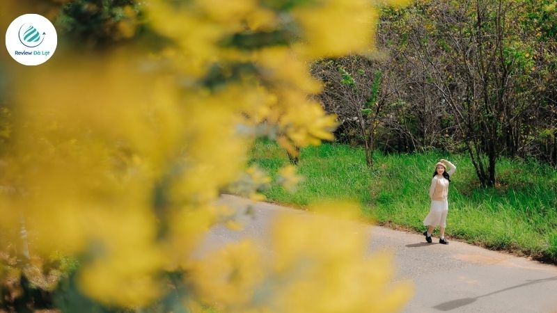 Cánh đồng Mimosa tạo nên bức tranh thiên nhiên vừa nên thơ vừa trữ tình