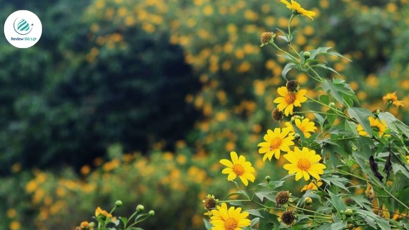 Con đường trải dài trong sắc vàng óng ánh của dã quỳ