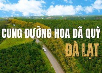 Mê mẩn với top 5 cung đường hoa dã quỳ Đà Lạt đẹp rực rỡ