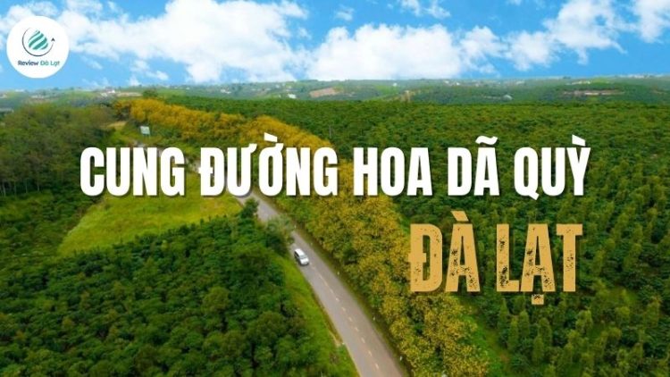 Mê mẩn với top 5 cung đường hoa dã quỳ Đà Lạt đẹp rực rỡ