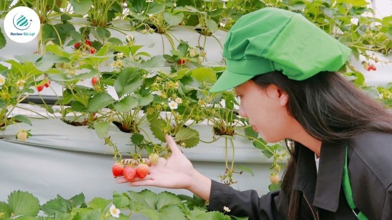 Giới thiệu Dalavi đặc sản Đà Lạt