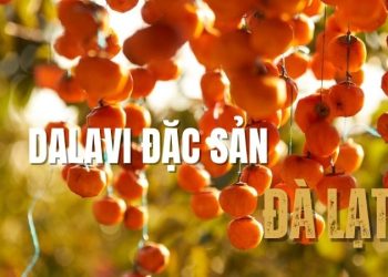 Dalavi đặc sản Đà Lạt: Review chất lượng các dòng sản phẩm