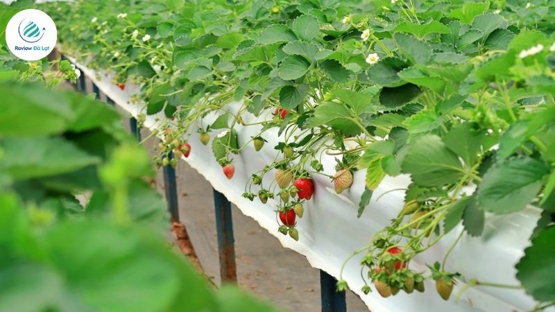 Tại sao Dalavi luôn được du khách tin chọn?