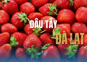 vuon-dau-tay-o-da-lat