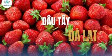 vuon-dau-tay-o-da-lat