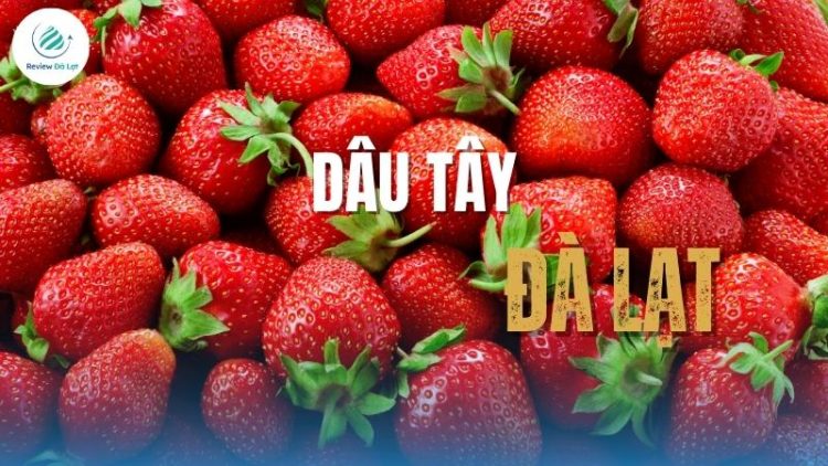 vuon-dau-tay-o-da-lat