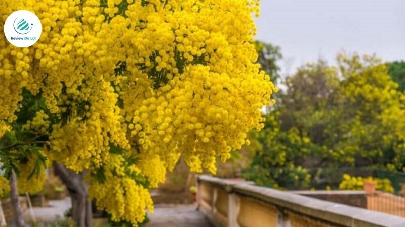 Khắp khu vườn Mimosa là một bản hòa ca sắc màu 