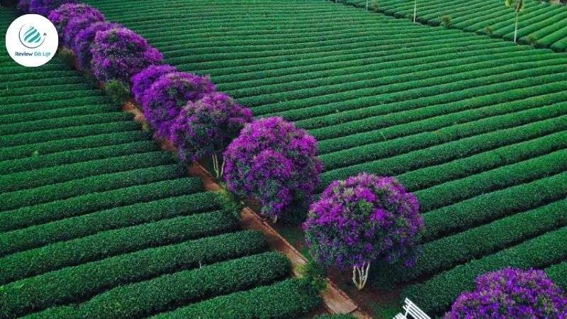 Đến Long Đỉnh Organic Farm để thưởng trà ô long thơm ngon