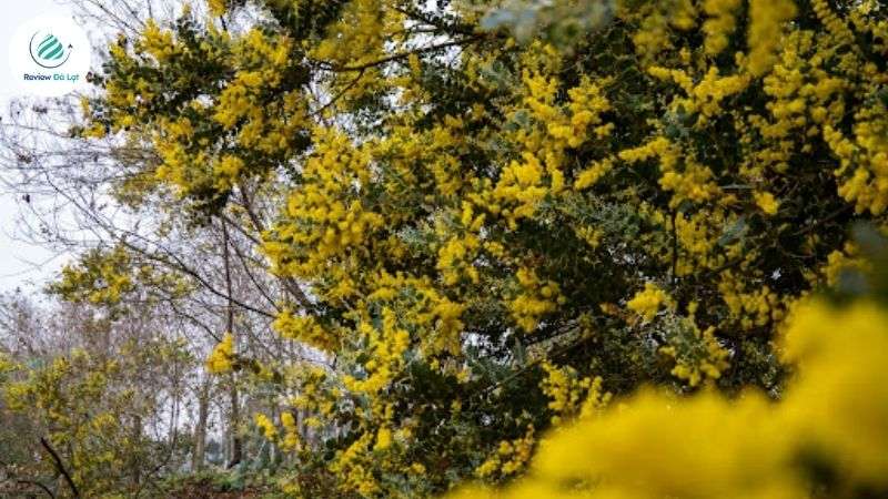 Đèo Mimosa được người dân trìu mến gọi là “cánh đồng hoa đèo Mimosa”