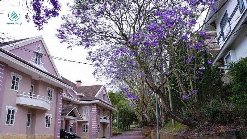 Đường Trần Phú gây ấn tượng mạnh mẽ với sắc tím rực rỡ