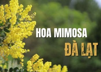 Trải nghiệm những cung đường ngập tràn hoa Mimosa Đà Lạt