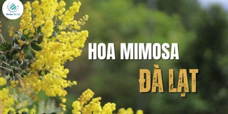 Trải nghiệm những cung đường ngập tràn hoa Mimosa Đà Lạt