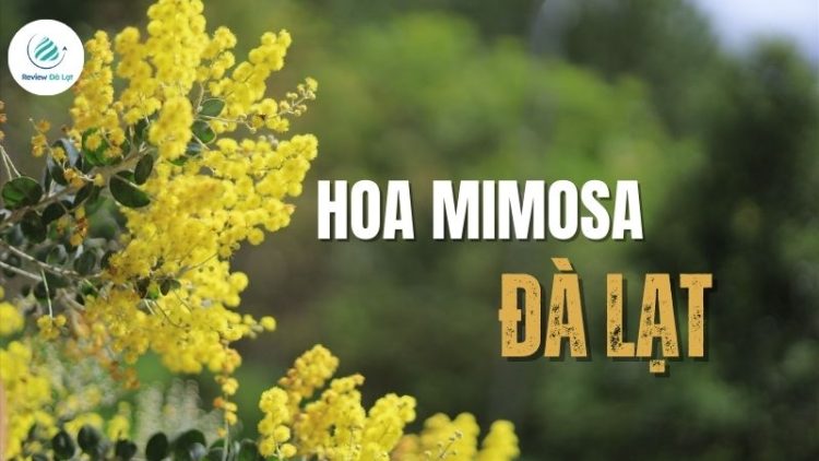 Trải nghiệm những cung đường ngập tràn hoa Mimosa Đà Lạt