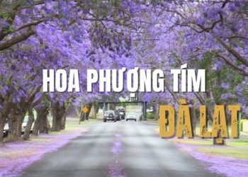 Khám phá những con đường ngắm hoa phượng tím Đà Lạt đẹp nhất