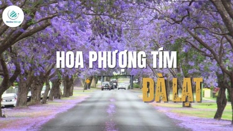 Khám phá những con đường ngắm hoa phượng tím Đà Lạt đẹp nhất